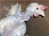 Slobodni uzgoj - izvor: Peaceful Prairie Sanctuary