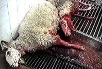 Breeding, transport and slaughter of sheep 18 [ 82.95 Kb ]