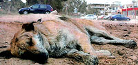 Tragedy of Greek dogs and cats 01 [ 22.95 Kb ]