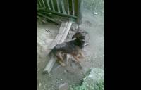 Medo [ 173.95 Kb ]