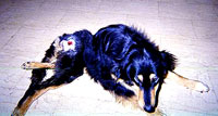 Tragedy of Greek dogs and cats 03 [ 18.53 Kb ]