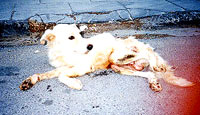 Tragedy of Greek dogs and cats 04 [ 25.27 Kb ]