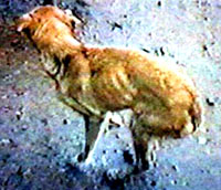 Tragedy of Greek dogs and cats 08 [ 28.40 Kb ]