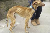 Gladan pas - izvor: action4sighthounds.wordpress.com [ 68.99 Kb ]