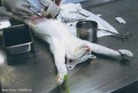 Kirur�ki zahvat u pokusu na maci - copyright: Brian Gunn, izvor www.animalexperimentspictures.com [ 297.42 Kb ]