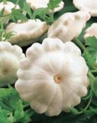 Pattypan squash [ 48.73 Kb ]