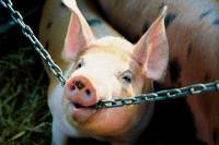Pig and a chain [ 55.62 Kb ]