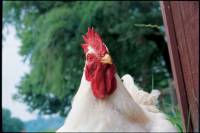 Arthur chicken [ 426.69 Kb ]