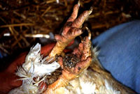 Ranjava stopala [ 28.35 Kb ]