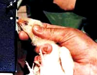 Rezanje kljuna [ 14.75 Kb ]