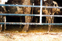 Filthy cows [ 42.81 Kb ]