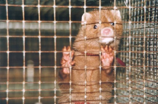 mink [ 188.95 Kb ]