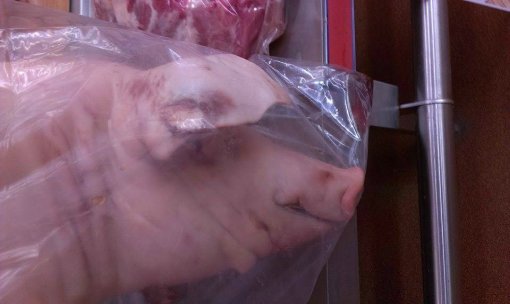 abused pig from Metro Sesvete [ 101.38 Kb ]