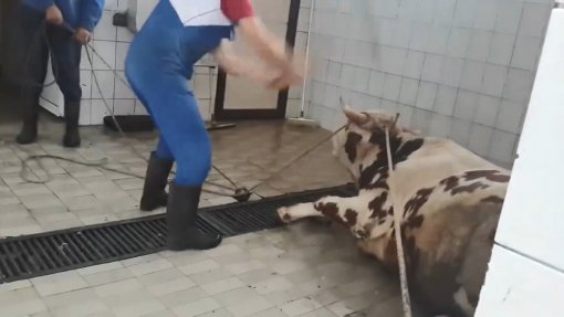 clubbed cow from croatian farm [ 89.79 Kb ]