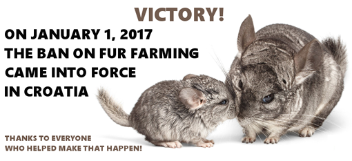 Victory for chincillas!
