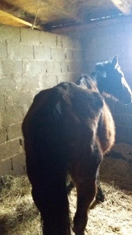 neglected horse from Oroslavlje [ 93.04 Kb ]