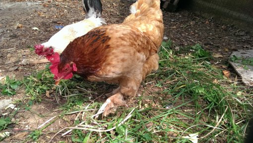 sa�a i gigo [ 1.13 Mb ]