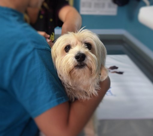 Dog vaccination [ 76.74 Kb ]
