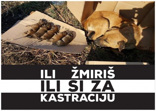 Ili �miri� ili si za kastraciju [ 1.04 Mb ]