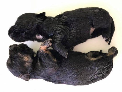 dead puppies from Medjimurje county [ 71.72 Kb ]