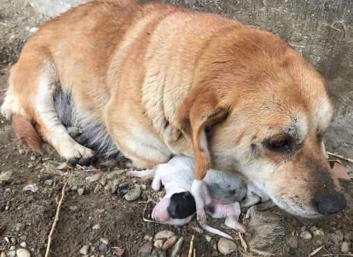 dog with dead puppies in Medjimurje county [ 351.21 Kb ]