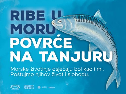 Ribe u moru, povr�e na tanjuru [ 914.76 Kb ]