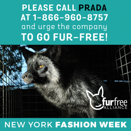 Prada - New York [ 851.81 Kb ]