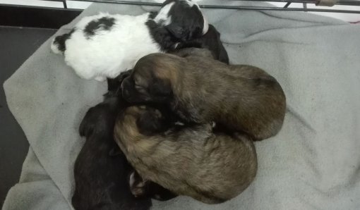 I Zagreb propisao trajnu sterilizaciju pasa i ma�aka [ 596.21 Kb ]