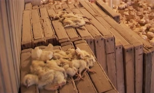 Croatian invisible animals [ 135.87 Kb ]