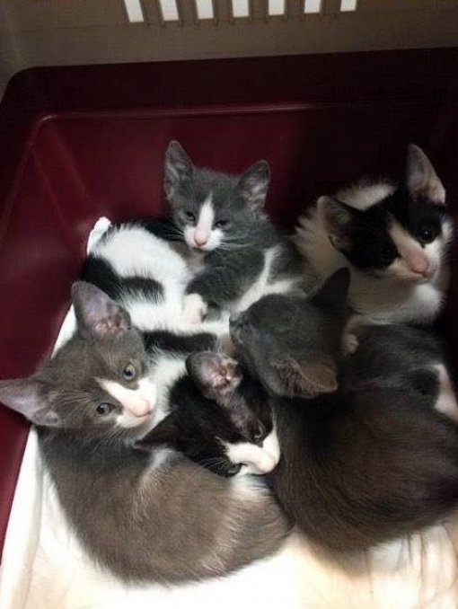 abandoned kittens
