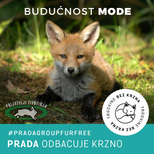 prada odbacuje krzno 2 [ 654.96 Kb ]
