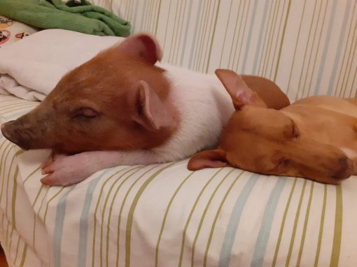 Prase Spasa 5 [ 118.00 Kb ]