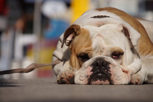 buldog [ 428.06 Kb ]