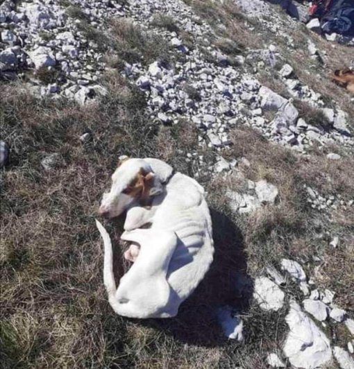izgladnjeli lova�ki pas_Velebit [ 125.07 Kb ]
