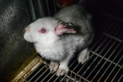 Jo Anne McArthur_Animal Equality [ 151.91 Kb ]