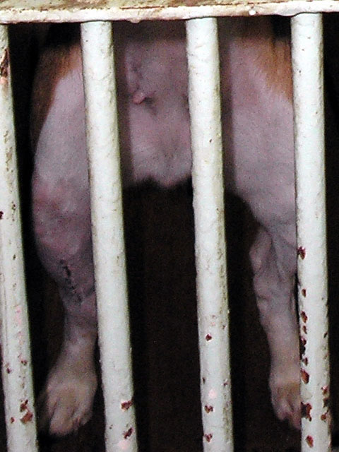 Beagle na Veterinarskom fakultetu 1 Beagle na Veterinarskom fakultetu 1