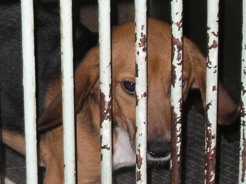 Beagle na Veterinarskom fakultetu 4 Beagle na Veterinarskom fakultetu 4