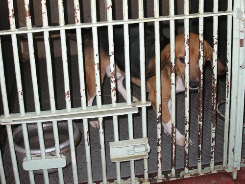 Beagle na Veterinarskom fakultetu 6 Beagle na Veterinarskom fakultetu 6