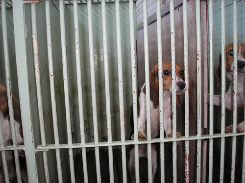 Beagle na Veterinarskom fakultetu 7 Beagle na Veterinarskom fakultetu 7