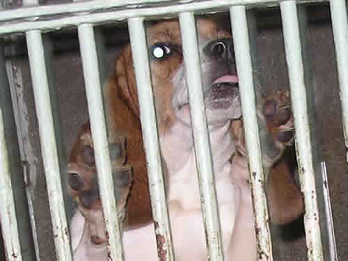 Beagle na Veterinarskom fakultetu 8 Beagle na Veterinarskom fakultetu 8