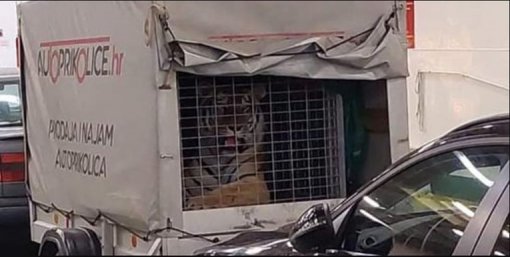 Tigar na trajektu [ 57.91 Kb ]