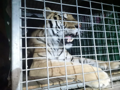 Tiger from Hvar [ 1.31 Mb ]