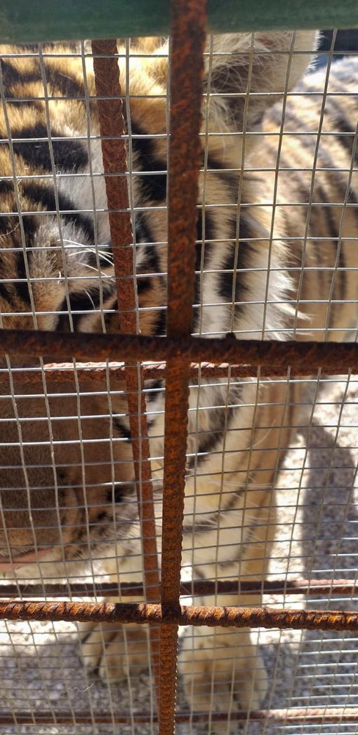 Tiger from Hvar [ 125.96 Kb ]