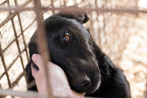 Adoption is socially responsible behaviour [ 603.10 Kb ]