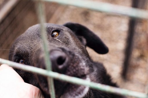 Adoption is socially responsible behaviour [ 900.26 Kb ]