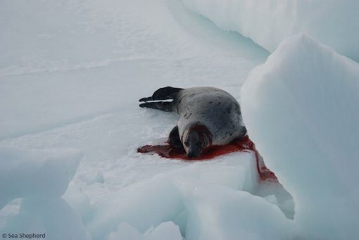 foto: Sea Shepherd [ 52.88 Kb ]
