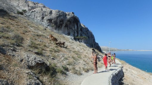 Turisti mazili koze, a Ministarstvo naredilo njihov odstrel [ 350.79 Kb ]
