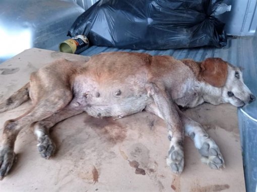 FB Udruga AnimaLika napusteni pas [ 126.46 Kb ]