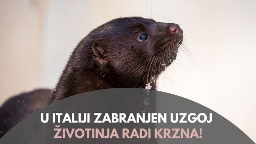 Italija zabranila uzgoj �ivotinja radi krzna [ 1.50 Mb ]