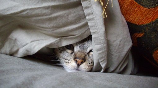 a cat [ 93.94 Kb ]